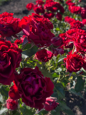 Саженцы розы Пиенна Роси (Pienna Rosa) — питомник «Краса Роза»