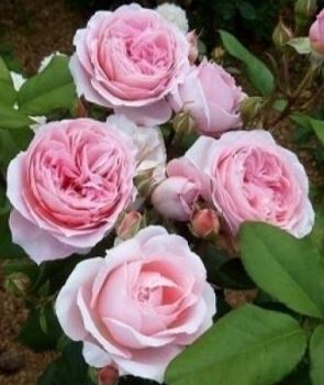 Саженцы розы Анн-Софи ПИК (Anne-Sophie Pic) — питомник «Краса Роза»
