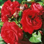 Саженец розы Инсель Майнау (Insel Mainau) — вид