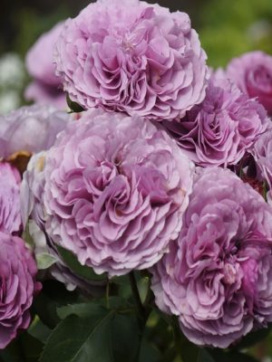 Саженцы розы Лавандер айс (Lavender Ice) — питомник «Краса Роза»