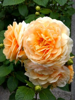 Саженцы розы Инглиш гарден (English Garden) — питомник «Краса Роза»