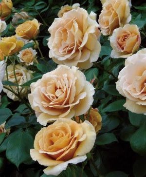 Саженцы розы Баттерскотч (Butterscotch) — питомник «Краса Роза»