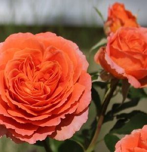 Саженцы розы Оранж Мейлав (Orange Meilove) — питомник «Краса Роза»