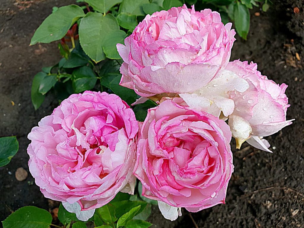 Пинк Пьяже (Pink Piaget)