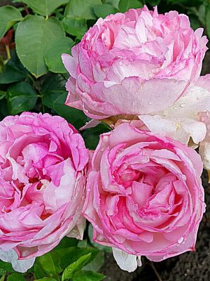 Саженцы розы Пинк Пьяже (Pink Piaget) — питомник «Краса Роза»