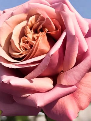 Саженцы розы Симпли Джорджиус  (Simply Gorgeous) — питомник «Краса Роза»