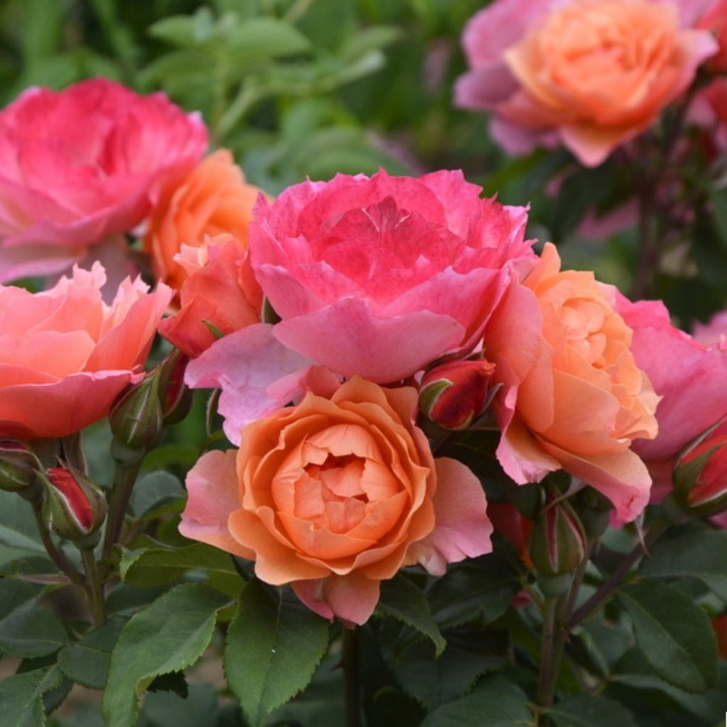 Саженец розы Жарден Де Ноар (Jardins Des Noneres) — питомник «Краса Роза»