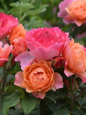 Саженцы розы Жарден Де Ноар (Jardins Des Noneres) — питомник «Краса Роза»