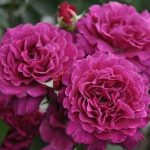 Саженец розы Вагулетте (Vaguelette) — вид