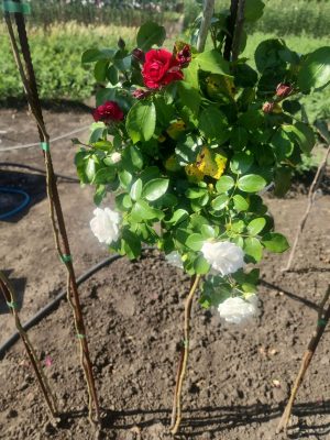 Саженцы розы Штамб Аспирин/Красная шапочка 1,35 м. (Rotkappchen)/(Aspirin Rose) — питомник «Краса Роза»