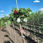 Саженец розы Штамб Аспирин/Красная шапочка 1,35 м. (Rotkappchen)/(Aspirin Rose) — вид