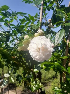 Саженцы розы Штамб Уайт Фери 1,35 м. (White Fairy) — питомник «Краса Роза»