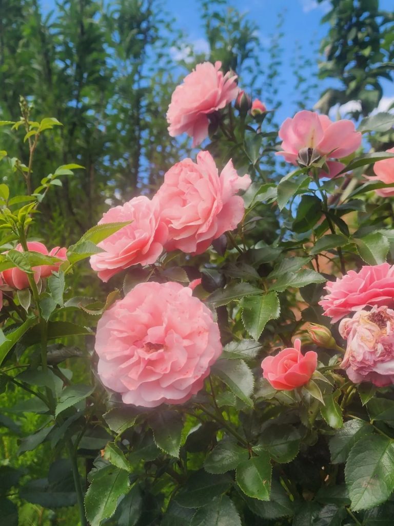 Штамб Боттичели 1,4 м. (Botticelli)
