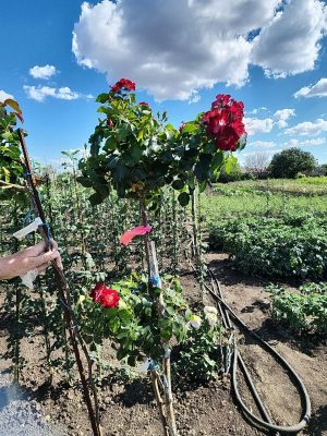 Саженцы розы Штамб Патрик Пауль Де,Авор 1м./1,45 м. (двухярусный) — питомник «Краса Роза»