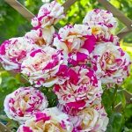 Саженец розы Ванила Фрейз (VANILLE FRAISE)