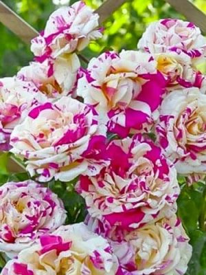 Ванила Фрейз (VANILLE FRAISE)