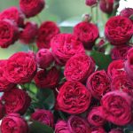 Саженец розы Марун (MAROON) — вид