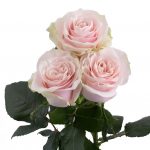 Саженец розы Пинк Мондеаль (Pink Mondiale) — вид