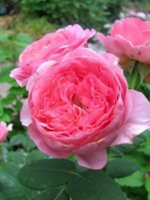 Саженцы розы Амандин Шанель (Amandine Chanel) — питомник «Краса Роза»