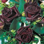 Саженец розы Блэк Бакара (Black Baccara)
