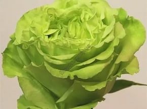 Супер Грин (Super Green)