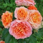 Саженец розы Вивьн Вествуд (Vivienne Westwood)