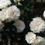 Саженец розы Бланка Меяндекор (White Meidiland) — вид