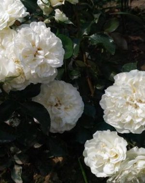 Бланка Меяндекор (White Meidiland)
