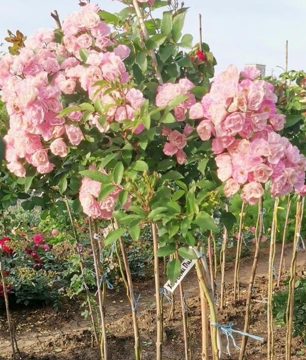 Штамб Хевенли Пинк 1,4 м. (Heavenly Pink)