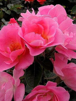Пинк Робуста (Pink Robusta)