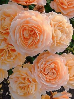 Априкот Скай (Apricot Sky)