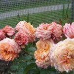 Саженец розы Барок (Barock) — вид
