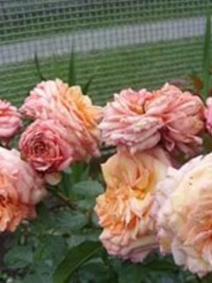 Саженцы розы Барок (Barock) — питомник «Краса Роза»