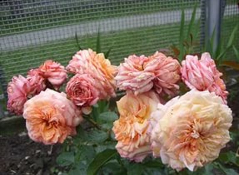 Саженец розы Барок (Barock) — питомник «Краса Роза»