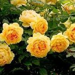 Саженец розы Голден Серебрейшен (Golden Celebration) — вид