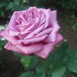 Саженец розы Клод Брассер (Claude Brasseur) — вид