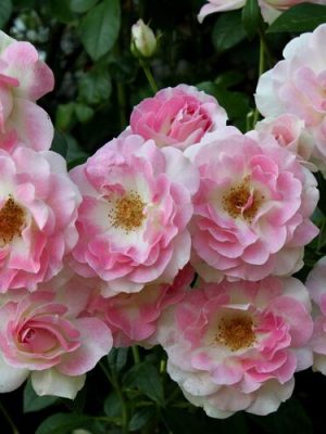 Саженцы розы Пинк шампейн  (Pink Champagne) — питомник «Краса Роза»