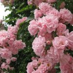 Саженец розы Розенхолм (Rosenholm)