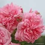 Саженец розы Свит Лагуна — вид