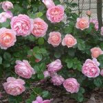 Саженец розы Мусилак (Musilac) — вид