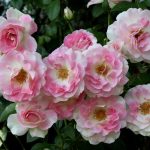 Саженец розы Пинк шампейн  (Pink Champagne) — вид