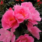 Саженец розы Пинк Робуста (Pink Robusta) — вид