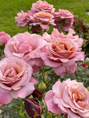 Саженцы розы Штамб Симпли Джорджус 1,45 м. (Simply Gorgeous) — питомник «Краса Роза»