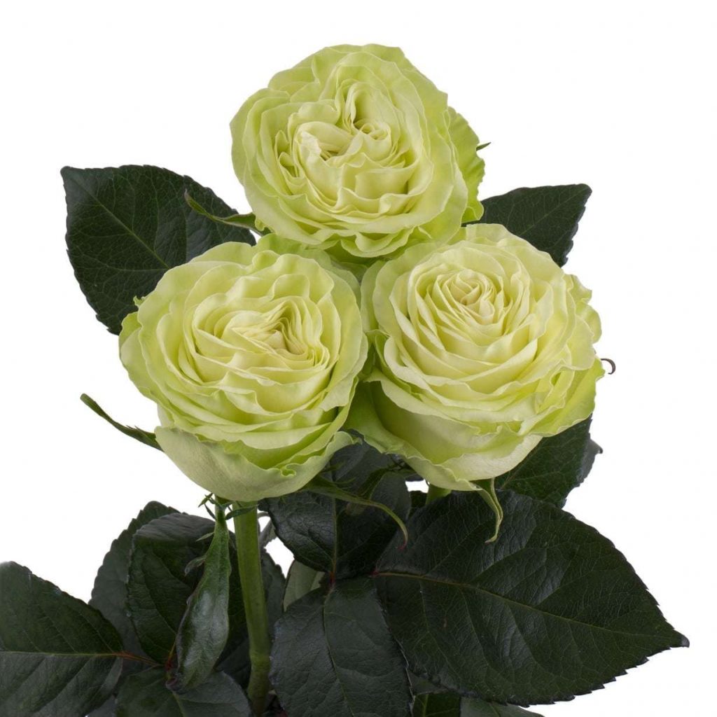 Саженец розы Васаби (Wasabi) — питомник «Краса Роза»