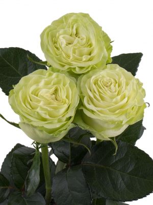 Саженцы розы Васаби (Wasabi) — питомник «Краса Роза»