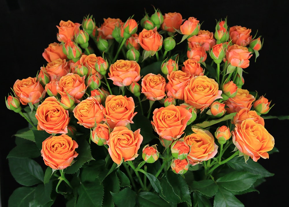 Саженец розы Оранж Баблз (Orange Bubbles) — питомник «Краса Роза»