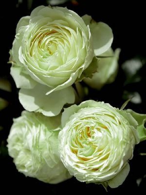 Саженцы розы Лемон Рококо (Lemon Rokoko) — питомник «Краса Роза»