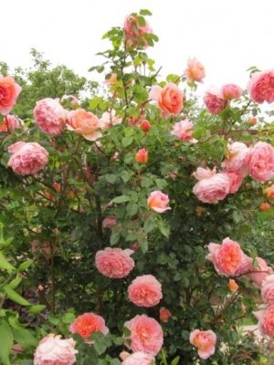 Саженцы розы Абрахам Дерби (Abraham Darby) — питомник «Краса Роза»
