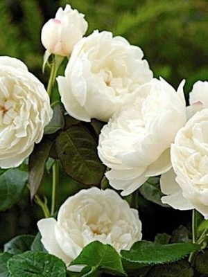 Саженцы розы Уильям энд Кэтрин (William and Catherine) — питомник «Краса Роза»