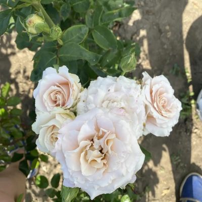 45992